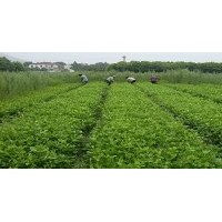 長(zhǎng)期大量供應(yīng)各種規(guī)格 梔子球 梔子 梔子苗