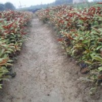 供應(yīng)紅繼木、毛杜鵑、紅背桂等綠化苗