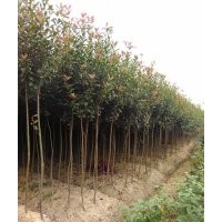 自產(chǎn)自銷高桿紅葉石楠