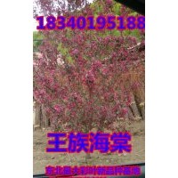 （50萬王族海棠苗）專賣北美海棠苗