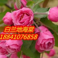 山東白蘭地海棠苗