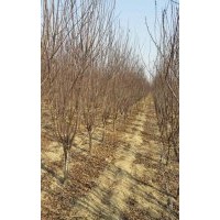 供應(yīng)各種規(guī)格綠化苗木