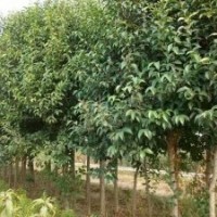 出售大葉女貞，銀杏，紫薇，木槿華山松樹(shù)種