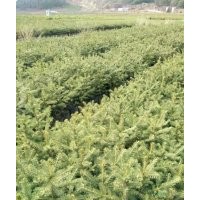 出售：30--60公分云杉、樟子松杯苗及紅松小苗