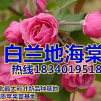 粉花，重瓣白蘭地海棠苗