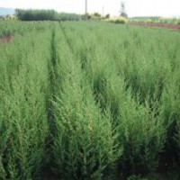 大量供應(yīng)優(yōu)質(zhì)檜柏，柏木，側(cè)柏，紅葉小檗