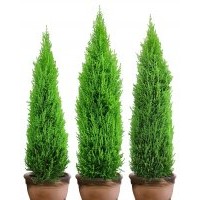 大量供應(yīng)優(yōu)質(zhì)柏木