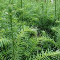 廣西融水供應(yīng)今年自產(chǎn)40-50公分速生杉樹苗100萬株