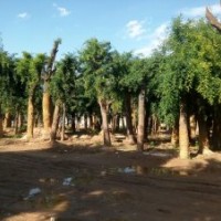 供應(yīng)皂角、國槐、法桐、白蠟、柳樹