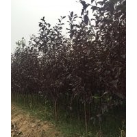 供應(yīng)紫葉矮櫻