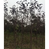 供應(yīng)紅寶石海棠