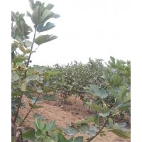 山東威海___青皮無花果苗一年生50萬顆