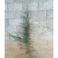 低價(jià)出售雪松