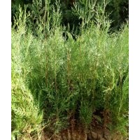 低價供應：營養(yǎng)杯側(cè)柏苗，側(cè)柏，柏樹