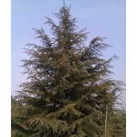 苗木雪松,廣玉蘭,馬褂木