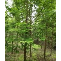 供應(yīng)水杉、女貞、銀杏、楊樹