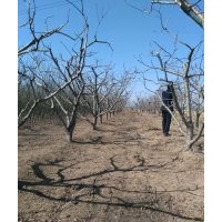 山楂樹，核桃樹，蘋果樹