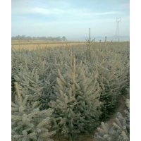 甘肅云杉定西云杉樹苗長期銷售