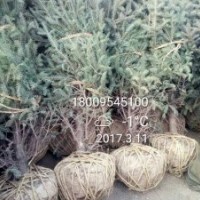 寧夏涇源苗木云杉，油松，樟子松