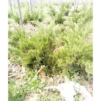 出售小龍柏、白蠟、海棠、黑松等苗木