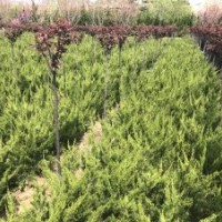 日照龍柏苗木基地