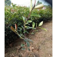 鄢陵大杯精壯紅葉石楠批發(fā)