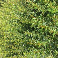 長(zhǎng)期供應(yīng)火棘苗 薔薇苗迎春柳苗花椒苗