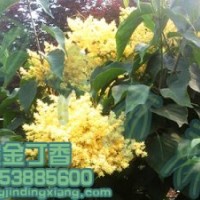 黃金丁香樹生產(chǎn)地