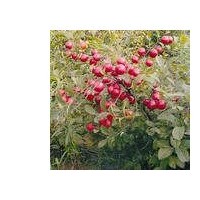 山西鈣果苗木，該果苗價格，農(nóng)大鈣果7號，8號