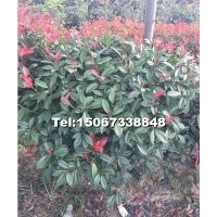 紅葉石楠大小苗