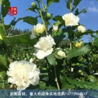 食用藥用白色木槿花苗花朵可泡茶經(jīng)濟(jì)苗木生態(tài)農(nóng)莊常用苗木