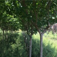 出售西安米徑5-9公分櫻花樹，價(jià)格可商議！