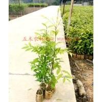 供應(yīng)紅椎容器苗