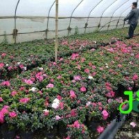 成都供應(yīng)西洋鵑批發(fā)基地