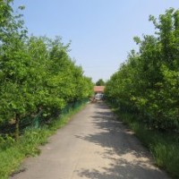 出售木瓜綠化苗木