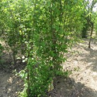 長(zhǎng)期出售木瓜苗木