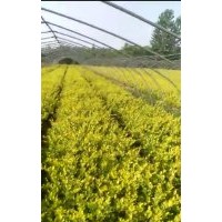 江蘇金森女貞基地金森女貞苗、球的價格