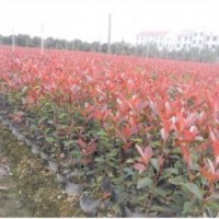 出售紅葉石楠