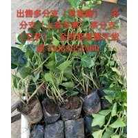 超低價(jià)出售各苗木 草花 宿根系