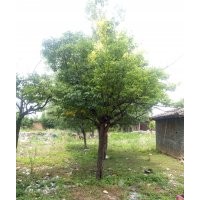 3公分山楂樹哪里有，5公分山楂樹哪里有，8公分山楂樹哪里有，12