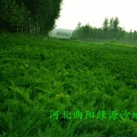 營養(yǎng)杯沙地柏