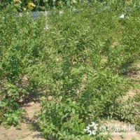 連翹苗的價值與用途