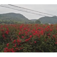 叢生的美國紅火球紫薇