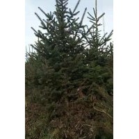 云杉苗供應(yīng)