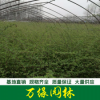 藤本薔薇 藤本薔薇花