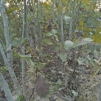 供應(yīng)2-10公分核桃樹價格10元，山西貨源