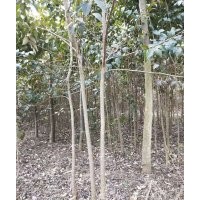 緊急處理女貞欒樹