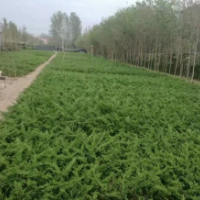 地柏小苗價格多少錢一棵 地柏小苗批發(fā)去哪里好