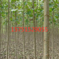 3-5-6公分楊樹苗價格