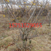江蘇大量供應臘梅小苗